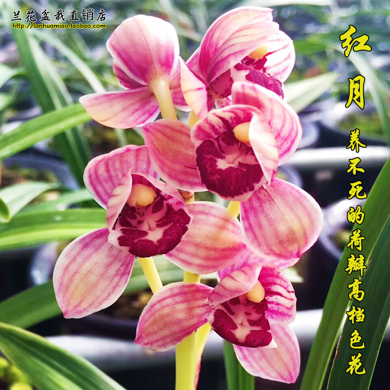 建兰四季兰铭品色花 红月 矮种兰花苗 夏带花苞出售绿植花卉盆栽