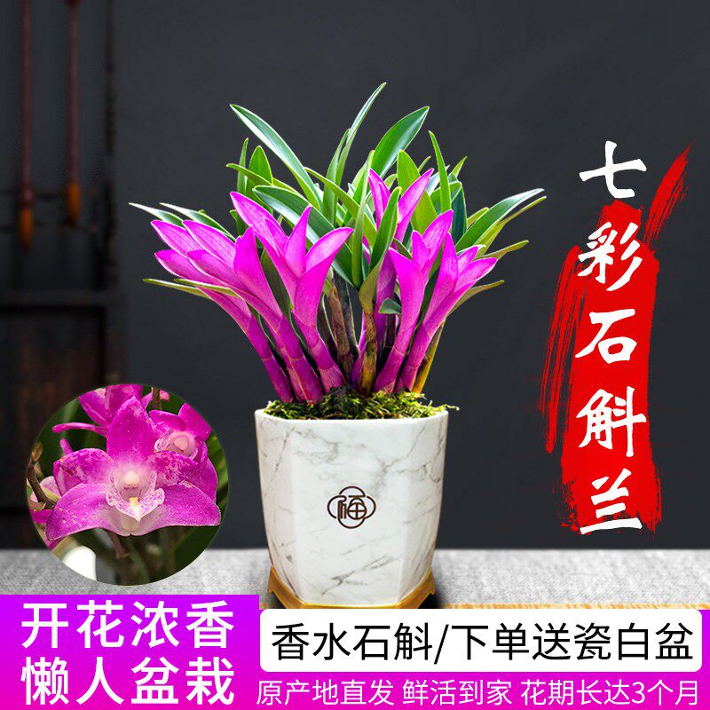 七彩香水石斛兰花四季兰好养绿植浓香型石斛室内好养绿植净化空气