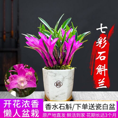 香水石斛兰花浓香好养净化空气