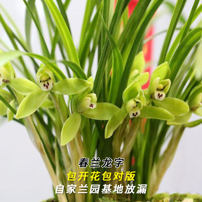 兰花苗春兰名品大货 龙字 当年开花浓香好易养室内花卉盆栽