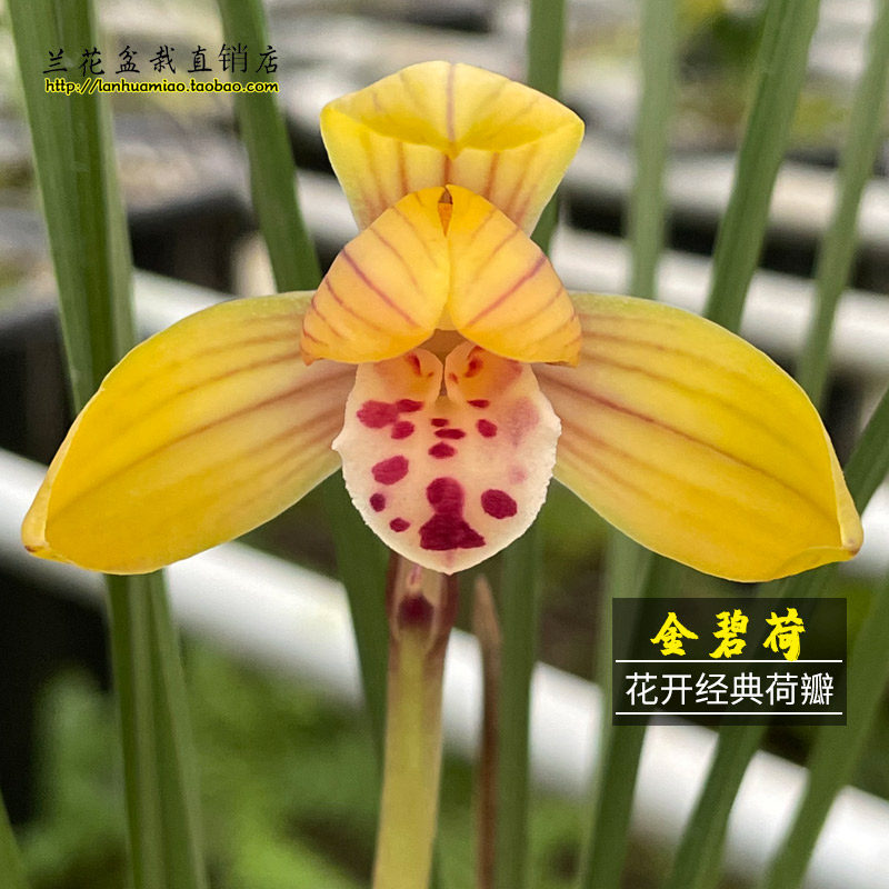 兰花苗 金碧荷 豆瓣兰红草冬带花苞出售浓香花卉室内美观绿植盆栽