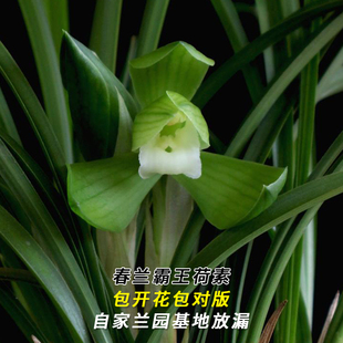 兰花苗春兰名品大货霸王荷素当年开花浓香好易养室内花卉盆栽