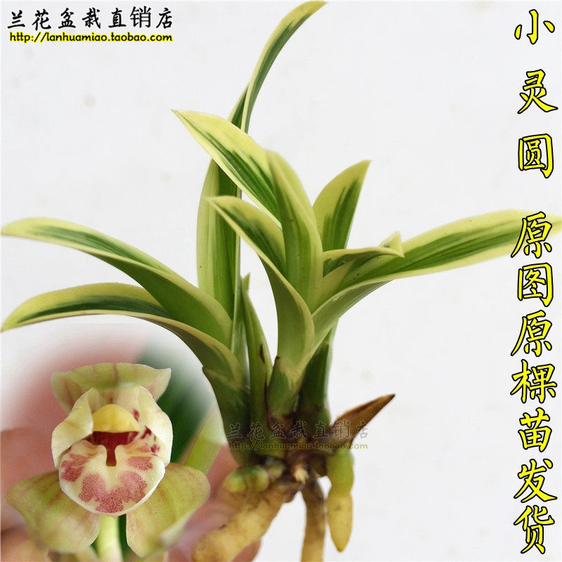 四季兰进化艺 小灵圆 建兰兰花苗 办公室高档矮种线艺兰 原棵发货