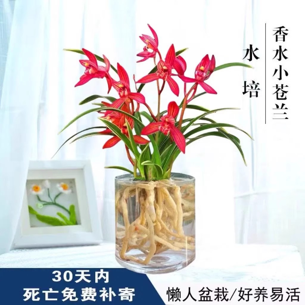 水培香水小苍兰花苗室内植物浓香型四季建花卉耐寒植物秋冬带花苞