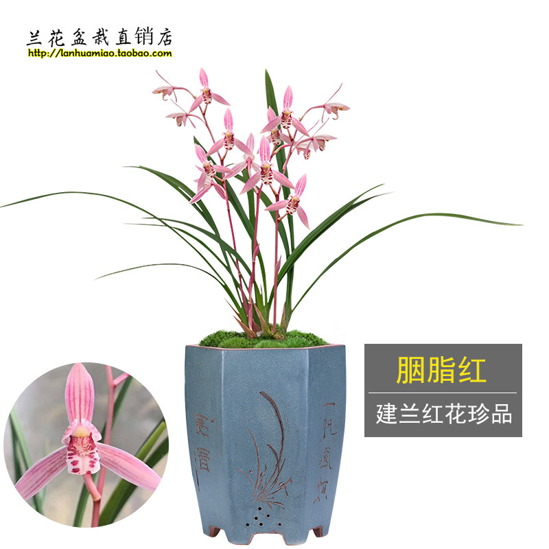 兰花 建兰胭脂红 四季兰花苗现带花苞出售浓香好养花卉室内外盆栽