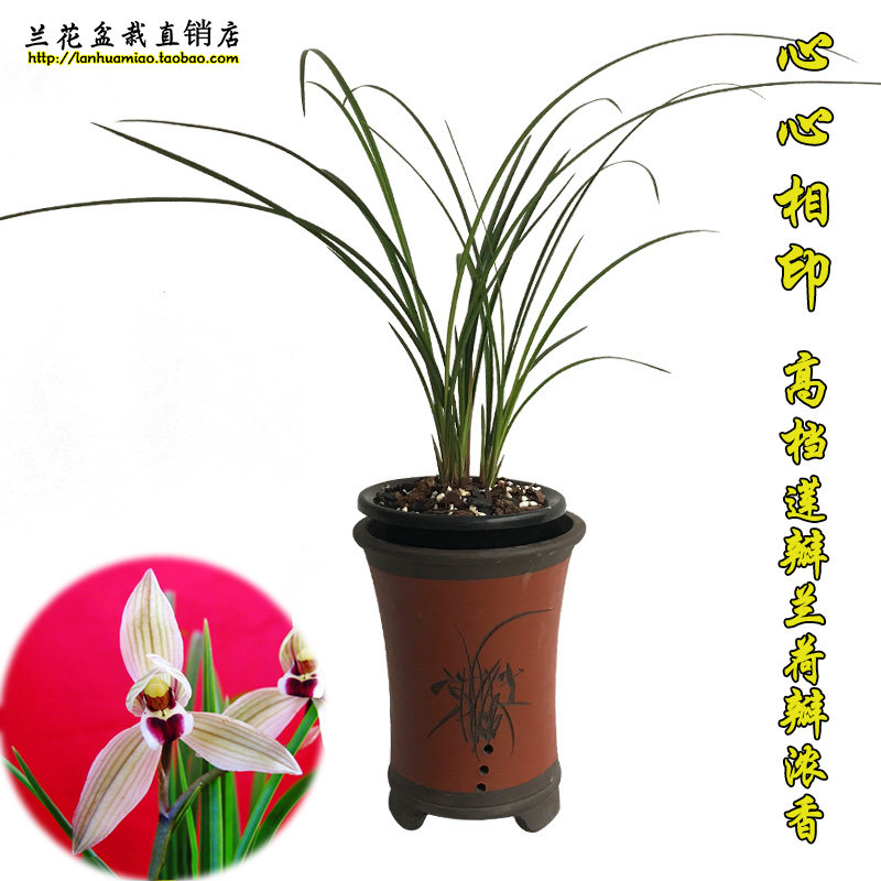 高档莲瓣兰 心心相印 传统铭品兰花苗冬带花苞出售浓香花卉盆栽草