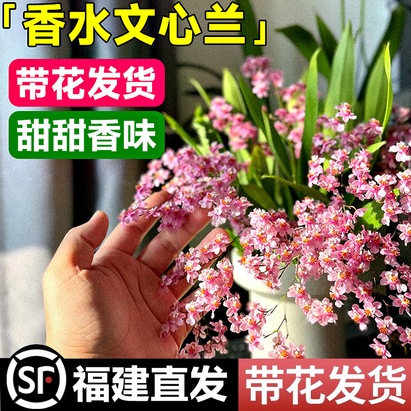 悦庭兰舍兰花 香水文心兰梦香带花苞 花卉盆栽植物客厅室内好养苗