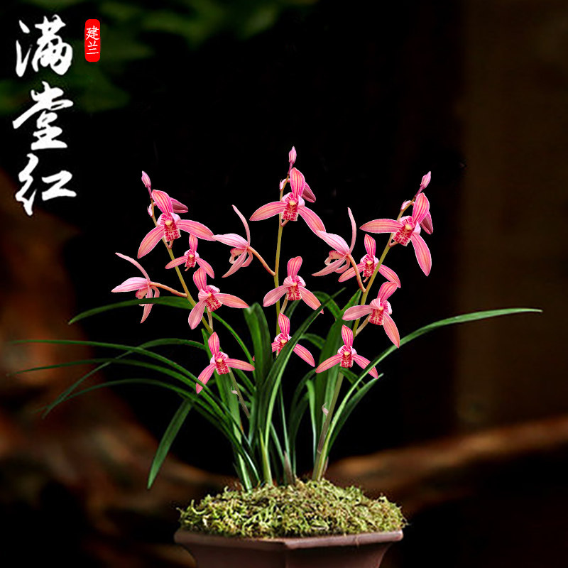 建兰兰花苗 满堂红 四季兰夏带花苞出售红色花好养花卉盆栽