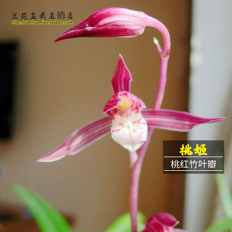 正品墨兰报岁兰 桃姬 冬带花苞出售红色好养兰花苗 室内花卉盆栽
