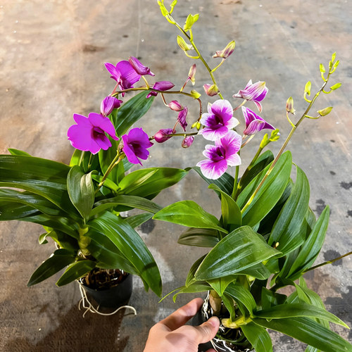 双色澳洲香水石斛带苞浓香盆栽