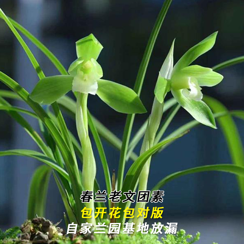 悦庭兰花苗春兰名品大货老文团素当年开花浓香好易养室内花卉盆栽