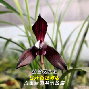 兰花苗春兰名品大货 娄山红 当年开花浓香好易养室内花卉盆栽