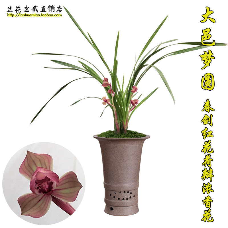 高档春剑兰花 大邑梦圆 冬带浓香花苞出售 红花荷瓣阳台绿植盆