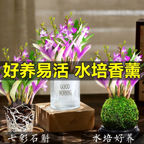 香水石斛兰花四季开浓香好养