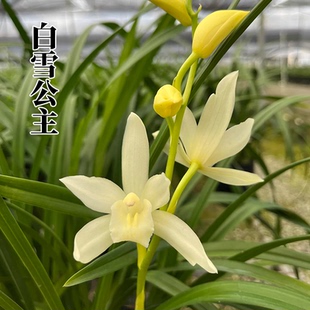 春兰浓香型 雪影 白雪公主带花苞室内外兰花苗好养易活绿植盆栽