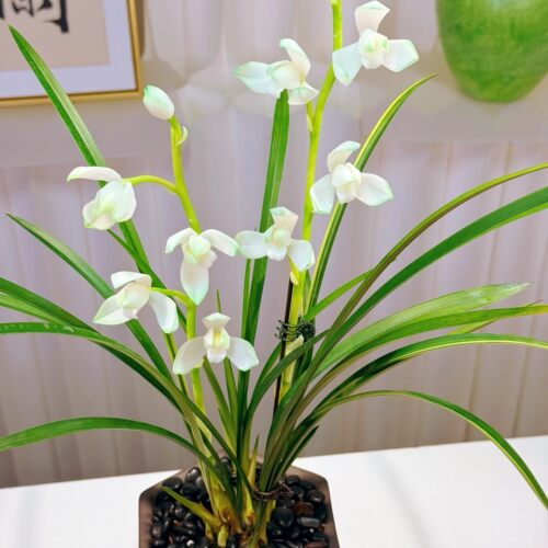 翡翠水晶建兰八大素花老品种