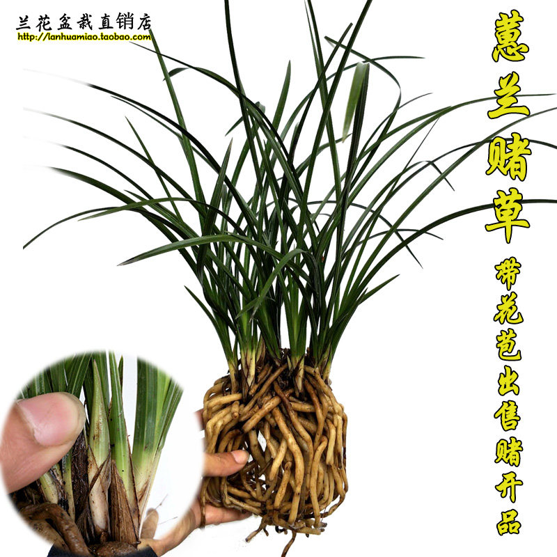 冬带花苞出售兰花苗 蕙兰赌草 开品新奇 好养室内绿植花卉盆景