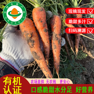 有机认证现拔新鲜胡萝卜ABC蔬果汁榨汁红萝卜宝宝辅食蔬菜