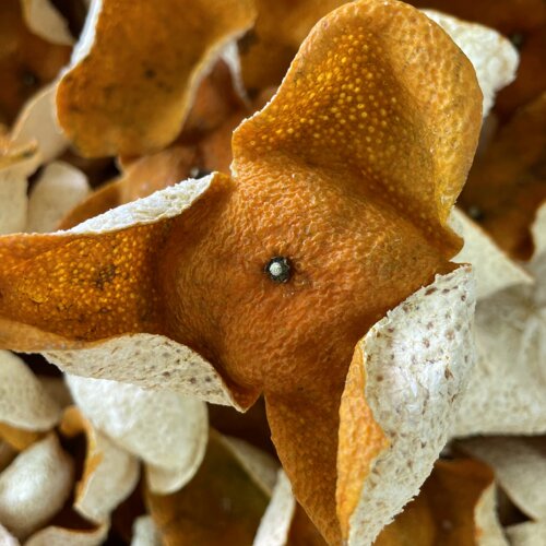 新会天马南坦原枝大红自然生晒