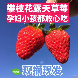 花西妃 四川攀枝花露天草莓 原生态牛奶草莓现摘现发孕妇放心吃