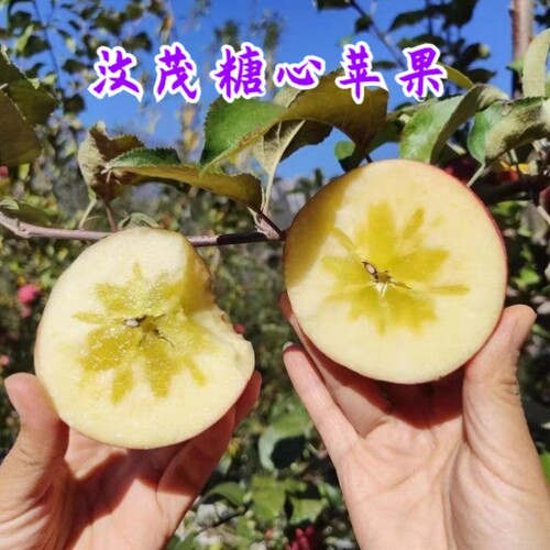 10月底发货 正宗阿坝州汶川茂县糖心苹果 口感脆甜非常好吃产地发