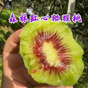 花西妃 云南屏边森林红心猕猴桃 野生猕猴桃 大山深处的甜蜜
