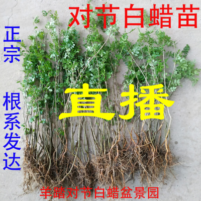 小叶对节白蜡对接白蜡盆景树苗