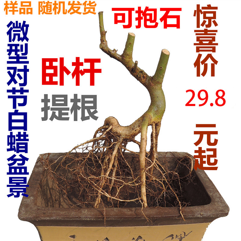 卧干卧杆对节白蜡盆景矮霸对接白腊熟桩小老桩抱石附石提根小树苗