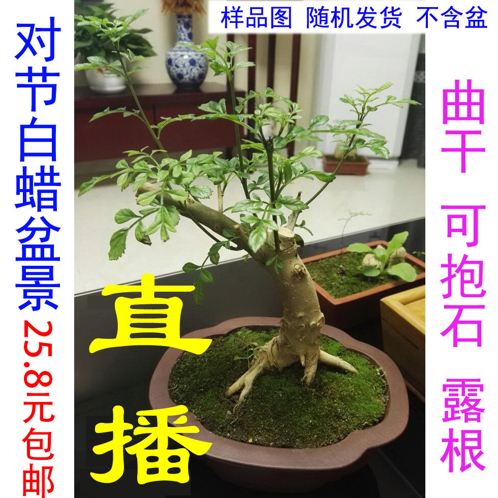 曲干曲杆对节白蜡盆景矮霸对接白腊熟桩小老桩抱石附石提根小树苗