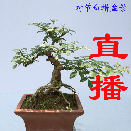 对接白蜡对节白蜡盆景盆栽矮霸