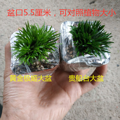 日本贵船台水培附石菖蒲草微型