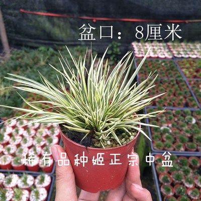 特价正宗有栖川胧月龙根菖蒲草
