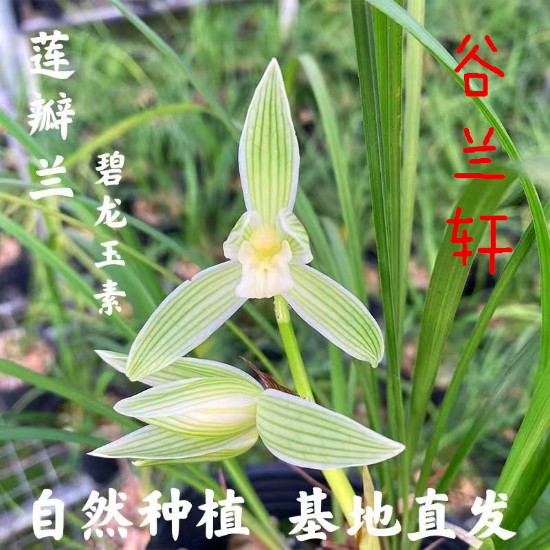莲瓣兰铭品 碧龙玉素 二红素兰花苗带花苞浓香型花卉室内好养绿植