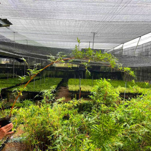 清仓日本飘枝红竹红观音竹苔藓球水培桌摆绿植红寒竹紫寒竹盆栽