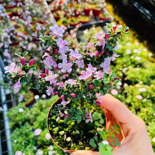 红花六月雪带花苞苔藓球水培盆栽