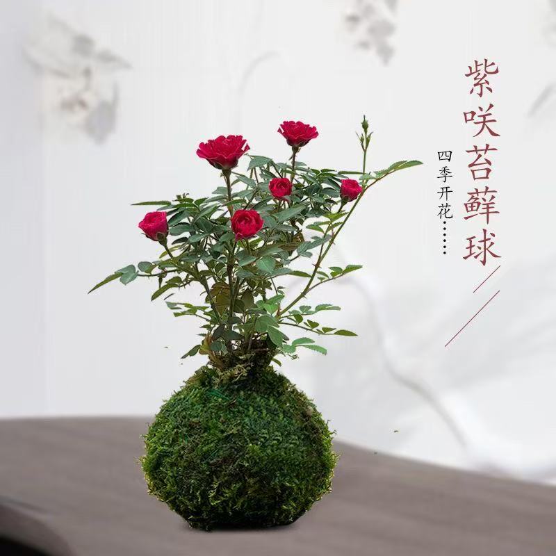 带花苞超微月季苔藓球四季开花
