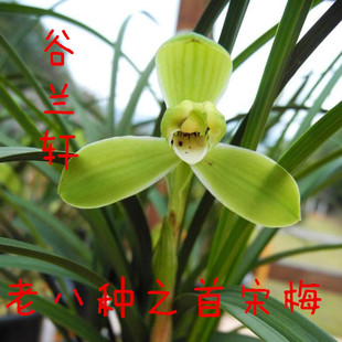 正品 春兰老种宋梅集园龙字兰花苗带花苞浓香型花卉室内好养易活