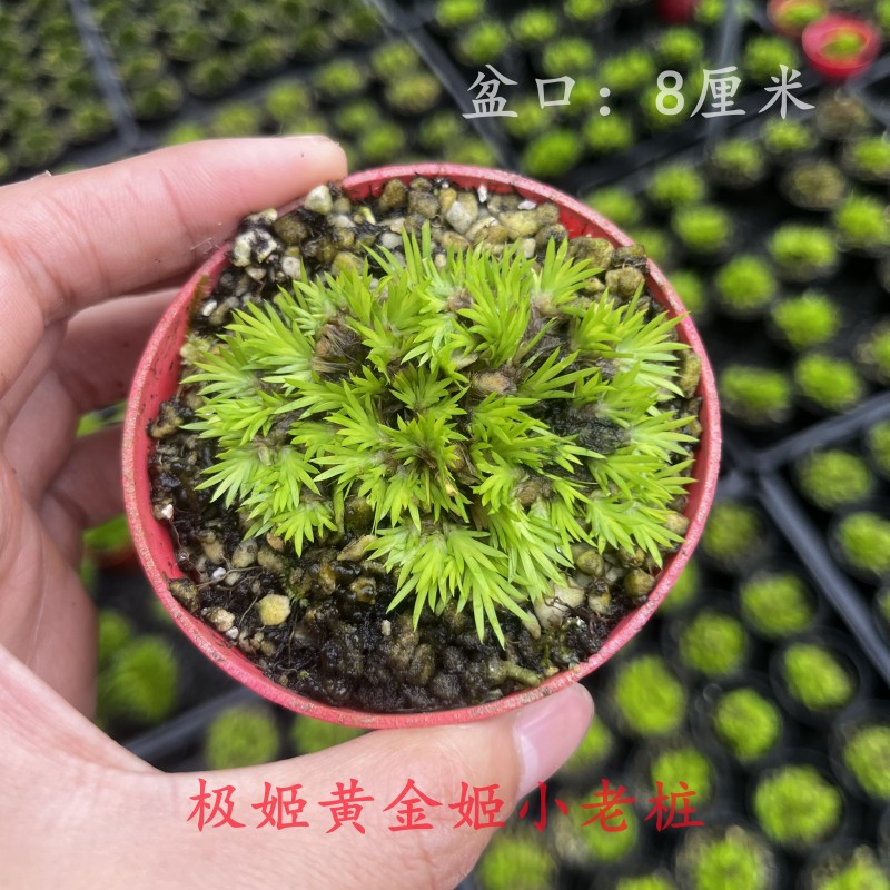 菖蒲草盆景室内日本微型盆栽