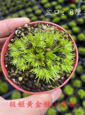 日本微型菖蒲草盆景 贵船苔 黄金极姬龙根极姬小老桩室内好养绿植
