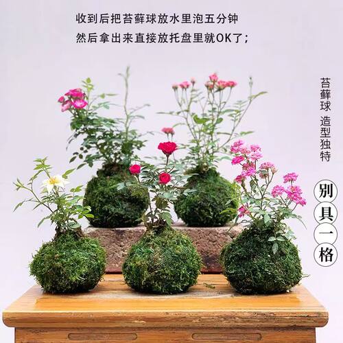 带花苞超微月季多季开花水培盆栽