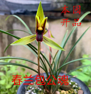 正宗春兰色花铭品包公魂兰花苗黑素花卉春冬带花苞室内好养绿植