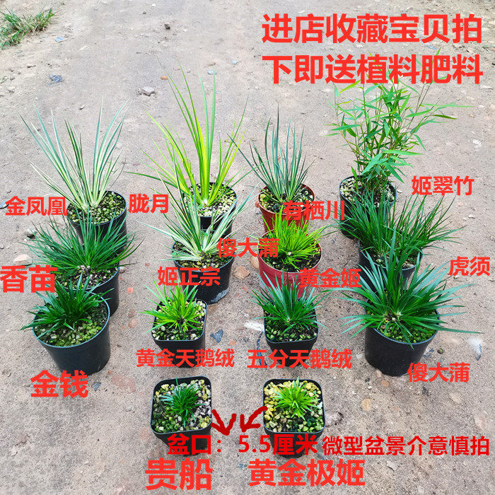 清仓正宗日本稀有金钱贵船苔黄金极姬天鹅绒菖蒲组合龟池水培盆景