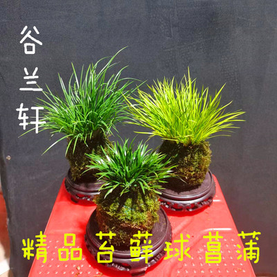 苔玉苔藓球菖蒲草水培好养绿植