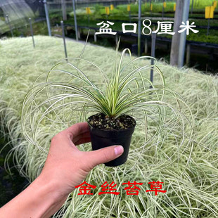 日本稀有山野草金丝苔草银丝苔草盆栽多年生耐寒耐热庭院造景绿植