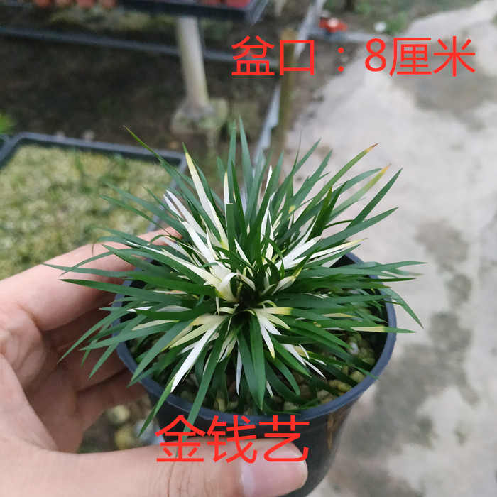 日本菖蒲草盆景出锦艺名贵品种金钱艺 香苗锦 黄金艺室内好养绿植