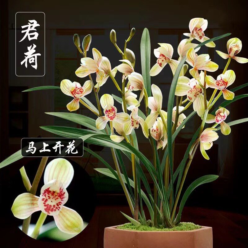 建兰八大铭品君荷素君荷兰花苗带花苞浓香型荷瓣花卉室内好养绿植