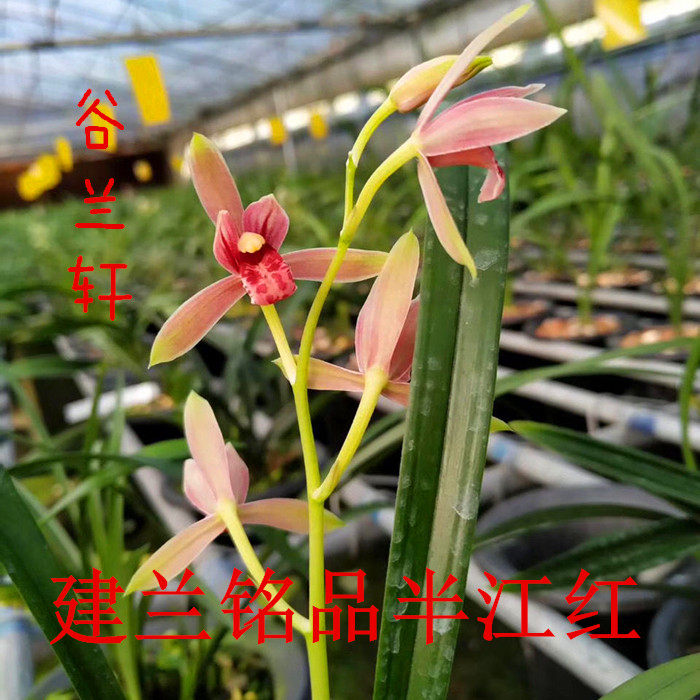建兰四季兰红花铭品 半江红 满堂红 兰花苗带花苞 浓香型室内绿植