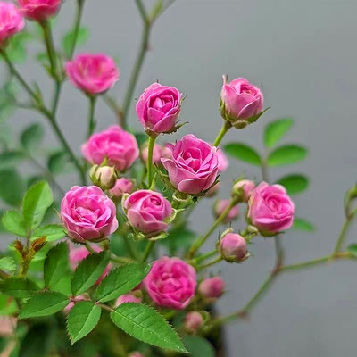 带花苞超微迷你月季花苗四季开花须惠姬姬已女苔藓球水培室内盆栽