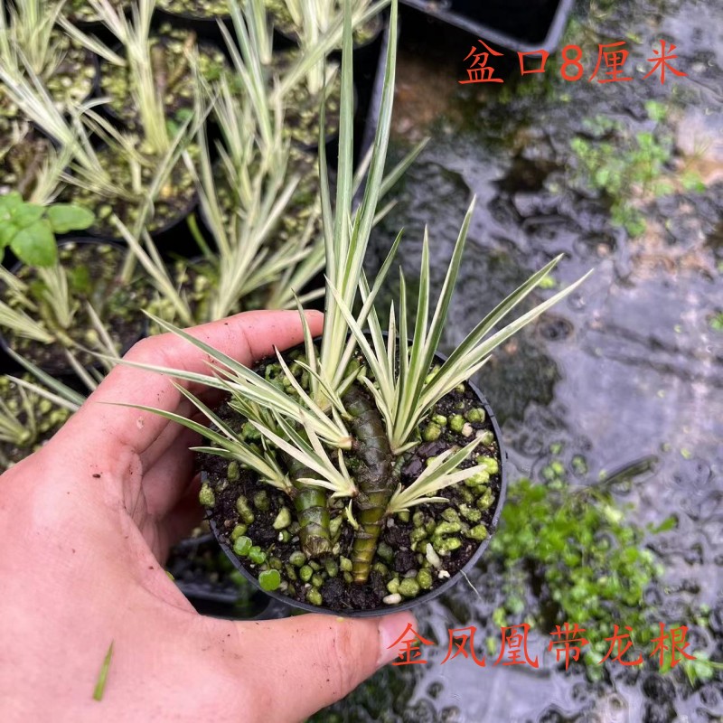 黄金胧月金边金凤凰带龙根菖蒲草盆景水培附石造型草室内好养绿植