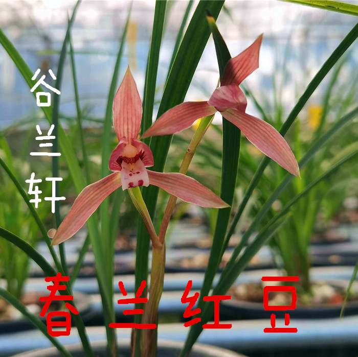 春兰色花铭品红豆兰花苗浓香型红花带花苞花卉室内阳台好养绿植